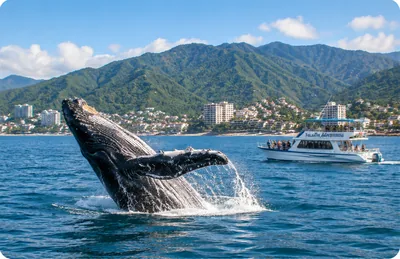 A humpback whale breaching in Banderas Bay beside a Puerto Vallarta whale watching boat