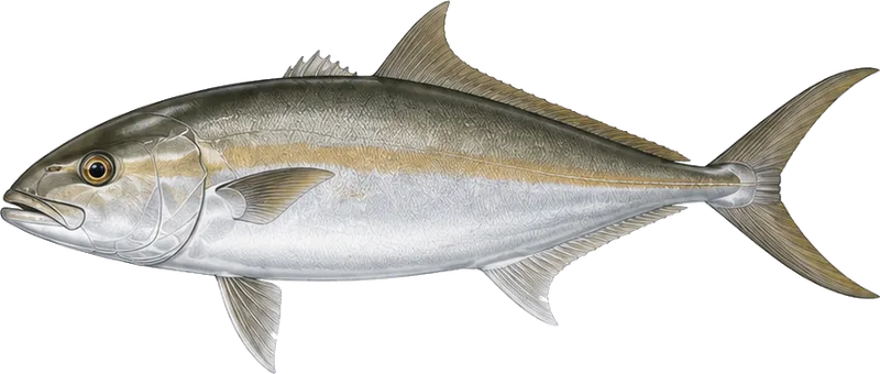 Amberjack, known locally as medregal, a powerful fish found over deeper rocky structure