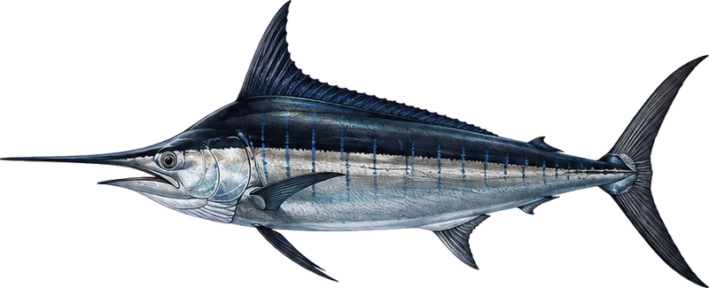 Black marlin, the heaviest marlin taken on overnight trips from Puerto Vallarta