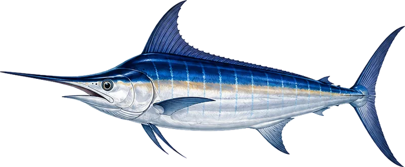 Blue marlin, the target of long-range bluewater trips from Puerto Vallarta