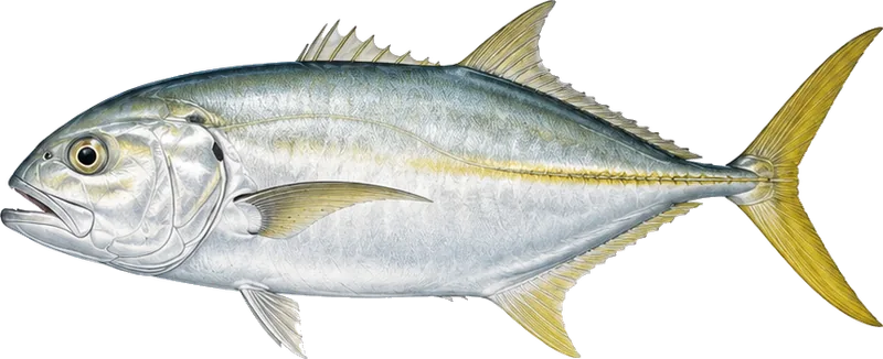 Jack crevalle, known locally as toro, the most dependable fish inside Banderas Bay