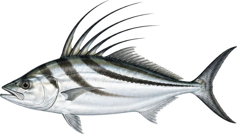 Roosterfish, targeted along the beaches and rocky points near Puerto Vallarta