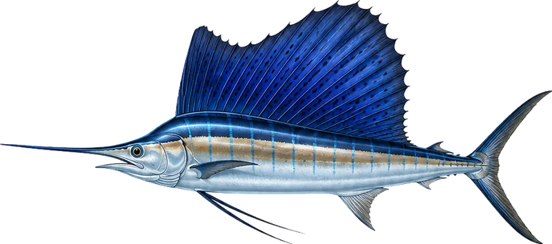 Sailfish, taken from the mouth of Banderas Bay and further offshore