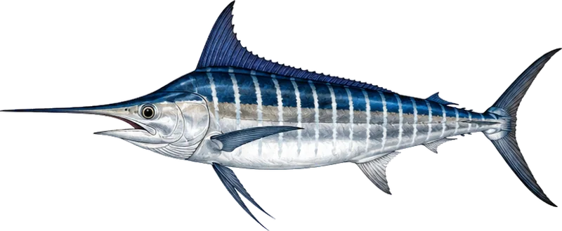 Striped marlin, known locally as marlín rayado, the cooler-water marlin taken out at El Banco