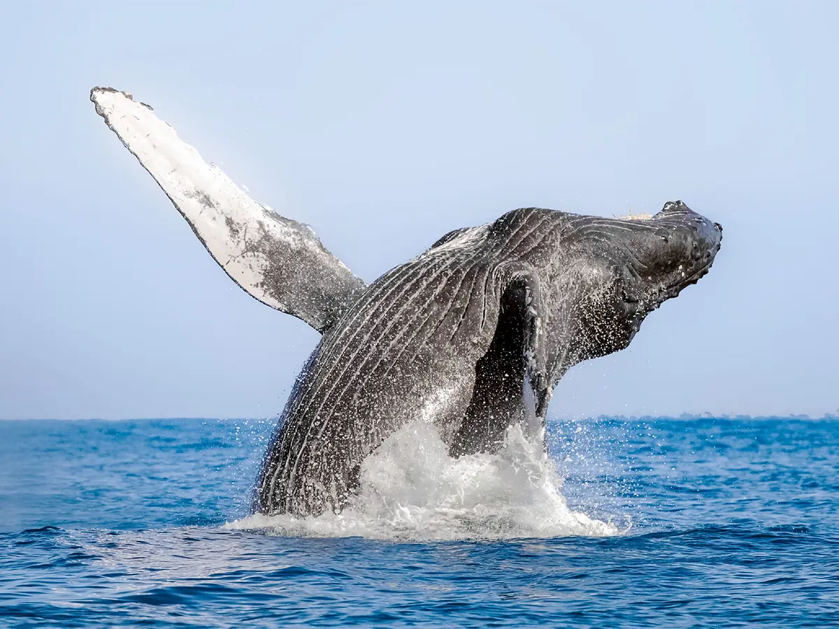 Puerto Vallarta Whale watching